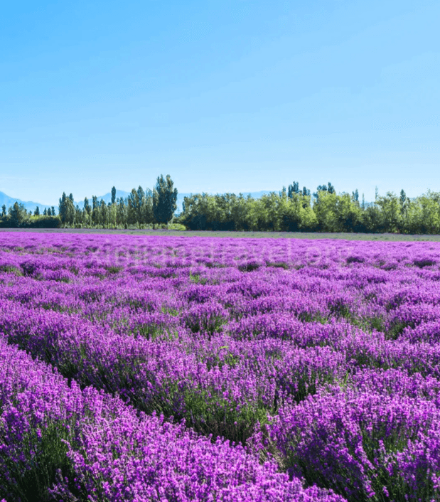 lavender-in-xinjiang-01