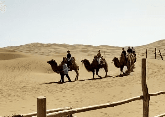Luxury Camel Riding Experience in Dunhuang, China.