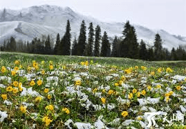 Tangbula Grassland