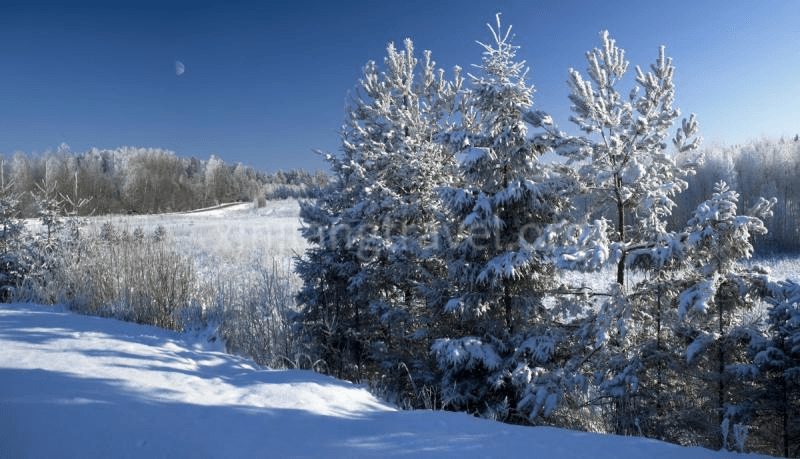 Altay In Winter