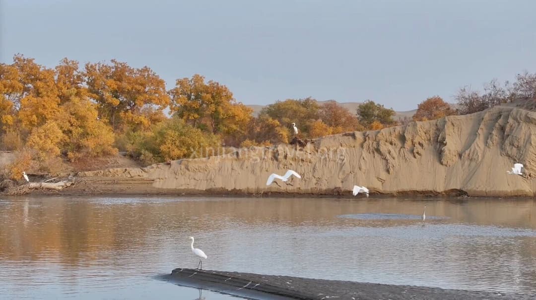 Tarim River
