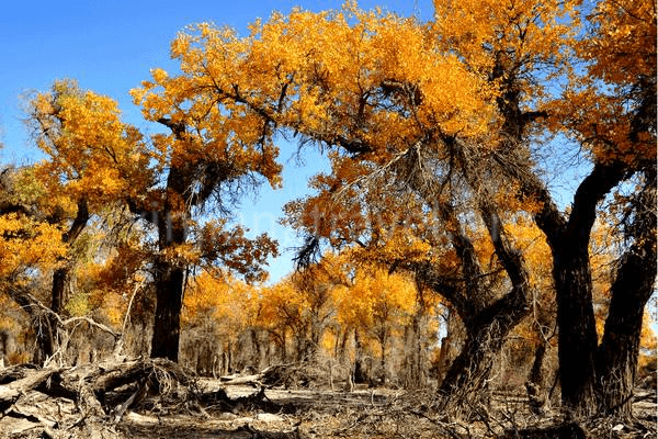 Populus Euphratica Forest