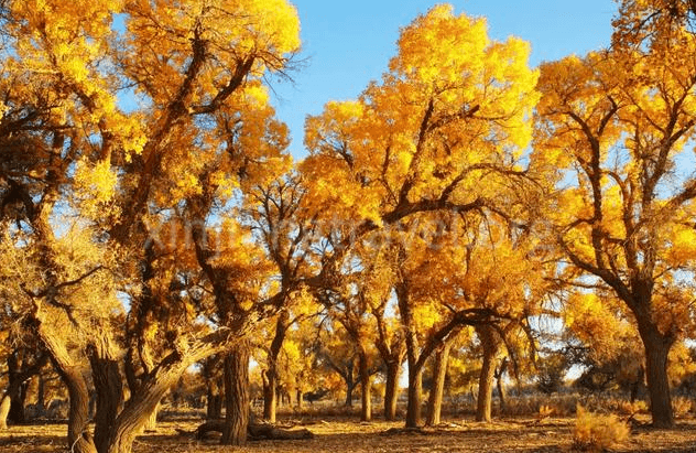 Populus Euphratica Forest