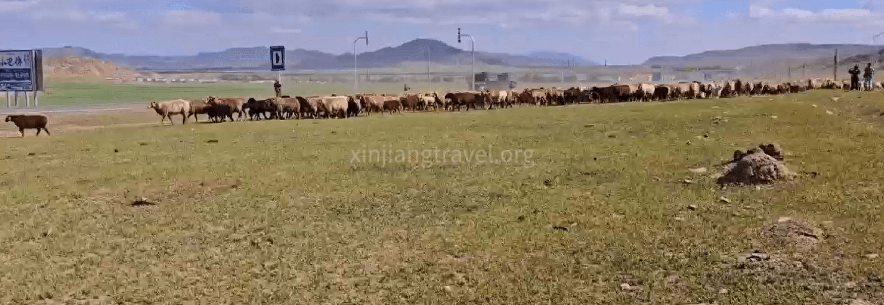 Herds wander the vast Bayanbulak Grassland