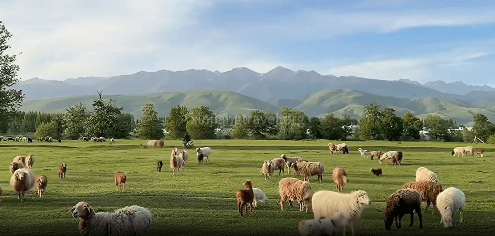 The flock of sheep is strolling on the grassland.