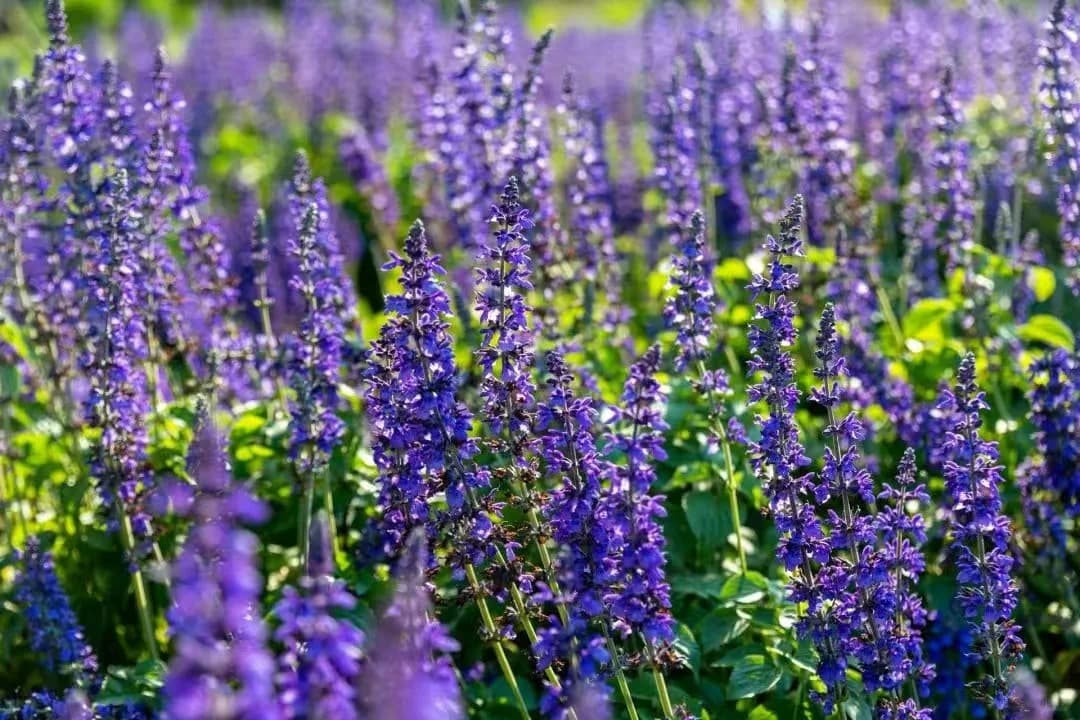huocheng-lavender-fields.jpg