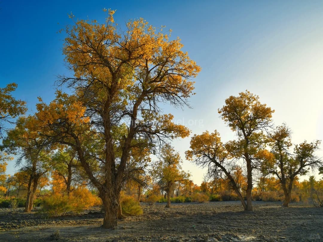 populus forests.jpg