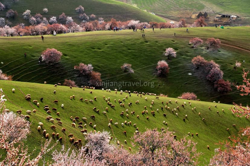 turgen-apricot-valley.jpg