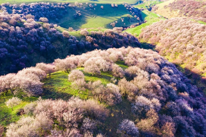 turgen-apricot-valley.jpg