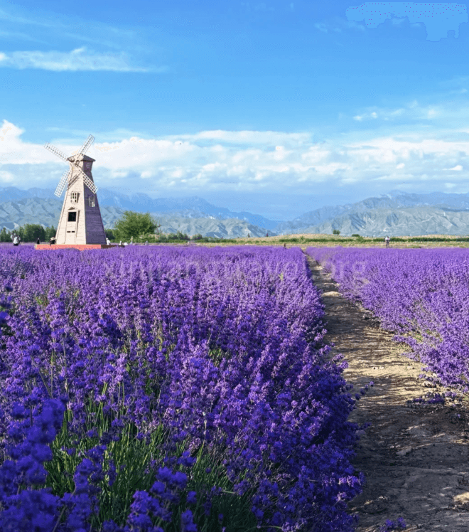 The Best Time to Watch Lavender in Xinjiang