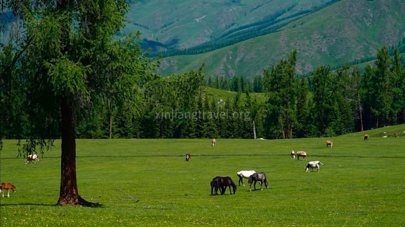 qiaxi-grassland.jpg
