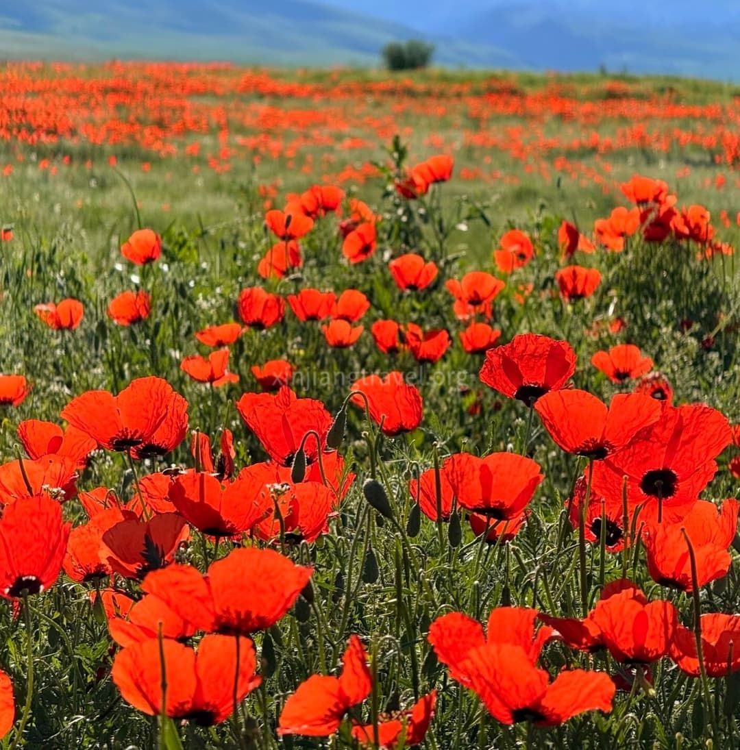 red-poppy-01.jpg