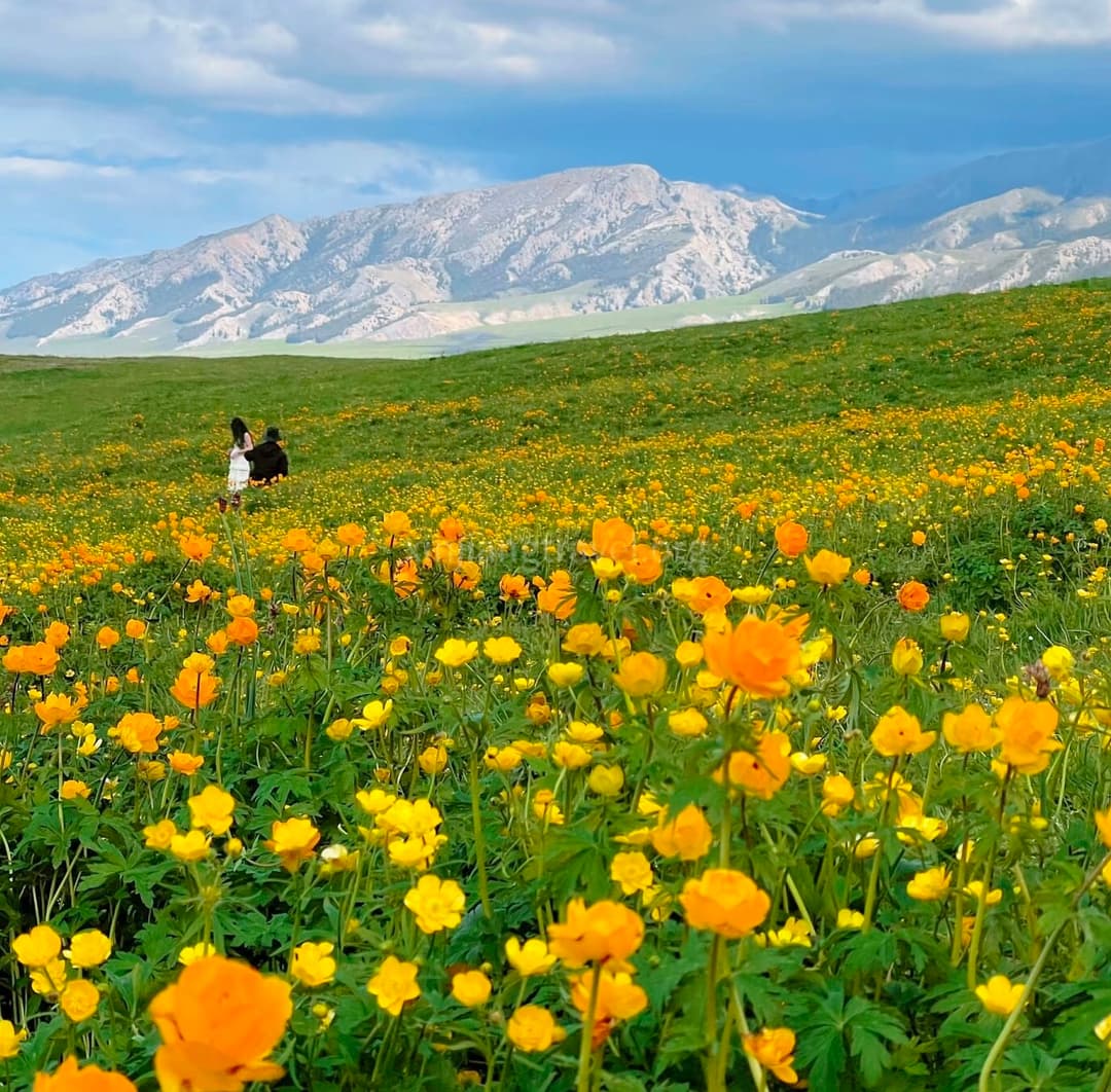 globeflower.jpg