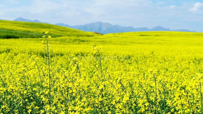 xinjiang-rapeseed-7