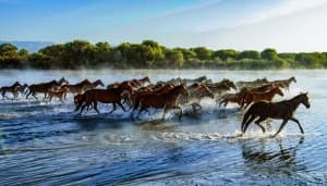 Zhaosu Tianma Horse