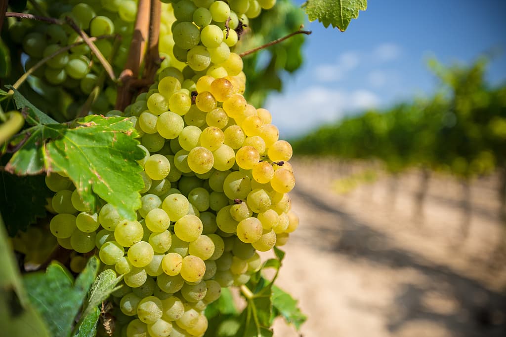 The grapes of Xinjiang's flaming desert