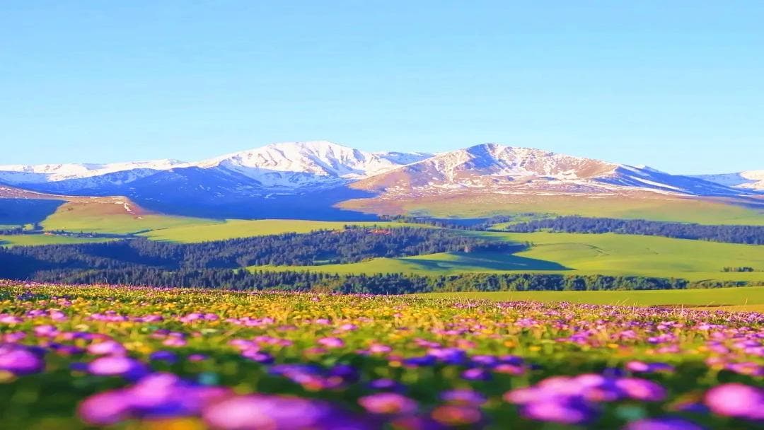 Purple Flower-Slope