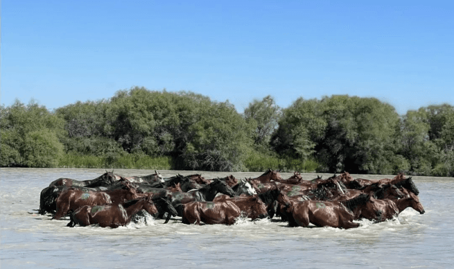 Tianm Horse