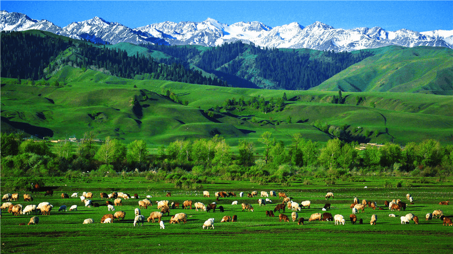 Nalati Grassland1