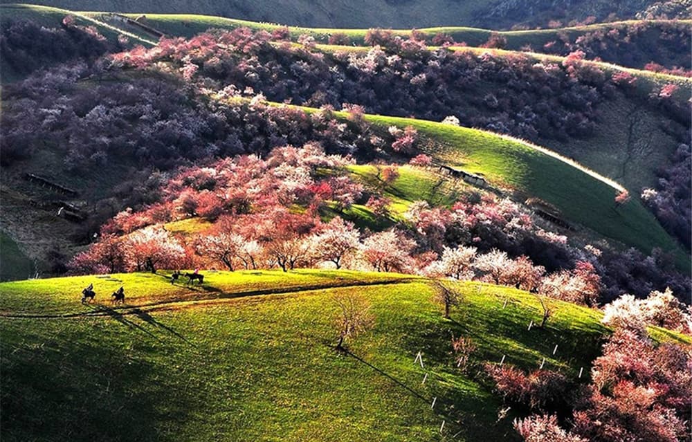 Apricot Blossom