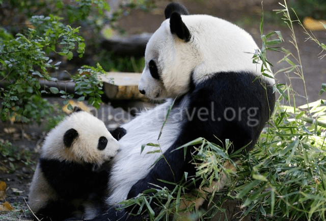 Chengdu Panda Base 
