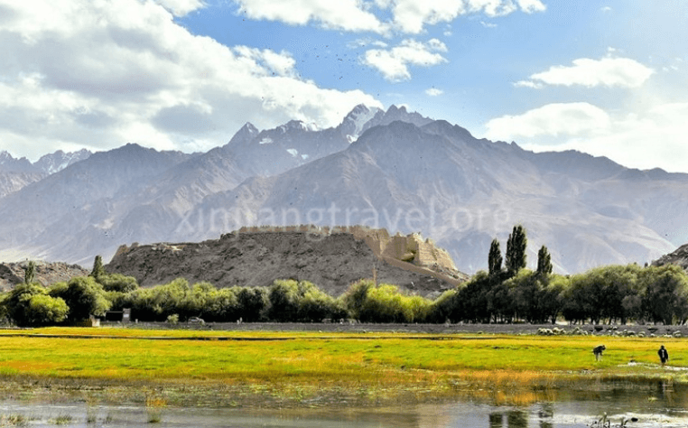 Golden Grassland 