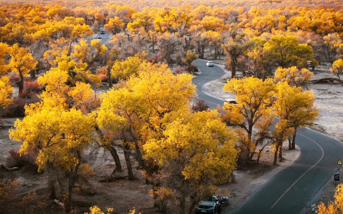  Tarim-Populus-Euphratica-Forest-in-Luntai-01.jpg
