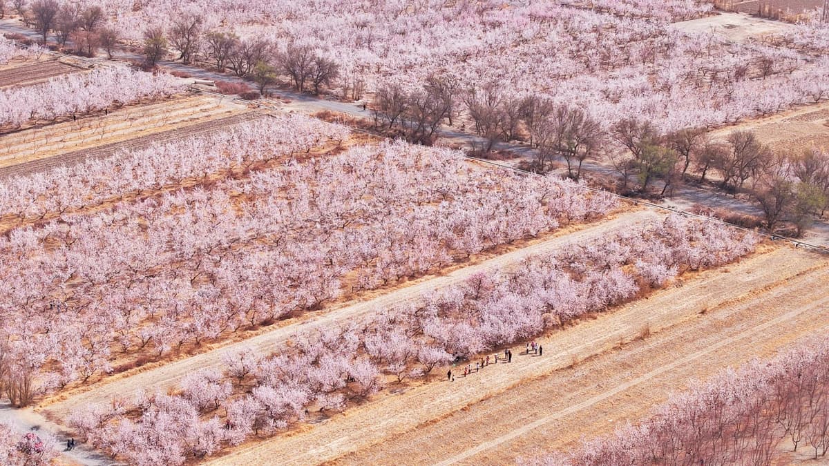 toksun-apricot-forest.jpg