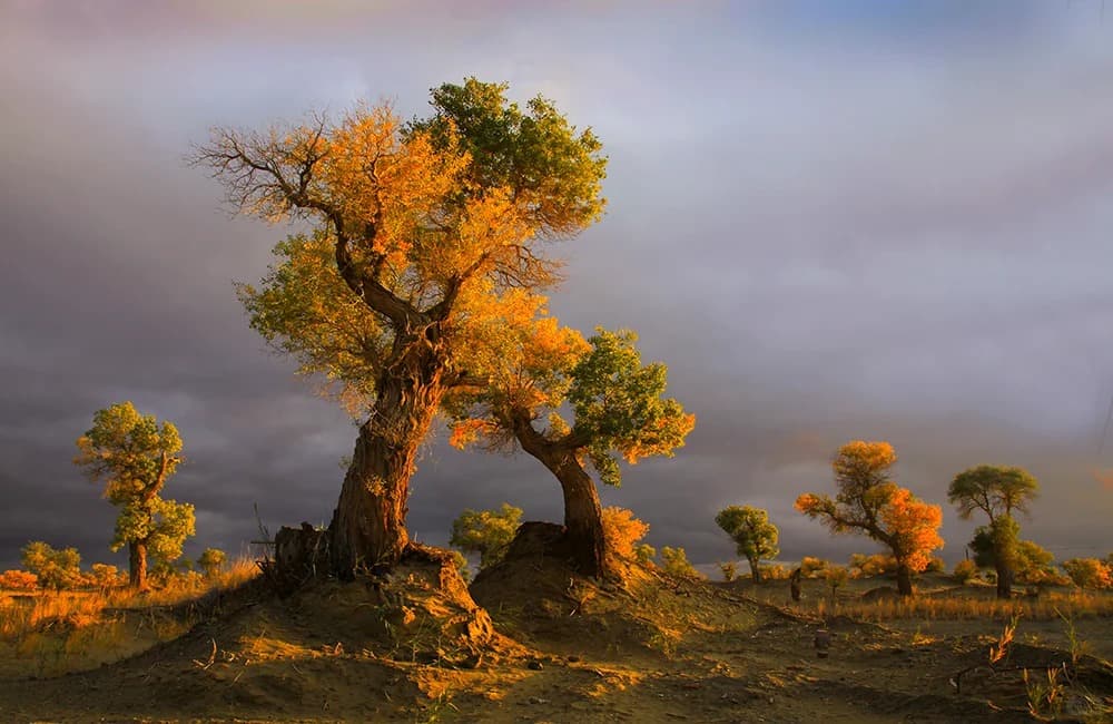 tarim-poplar-forest.jpg