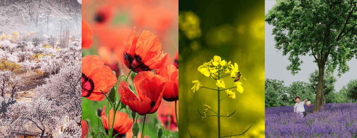 xinjiang flower.png