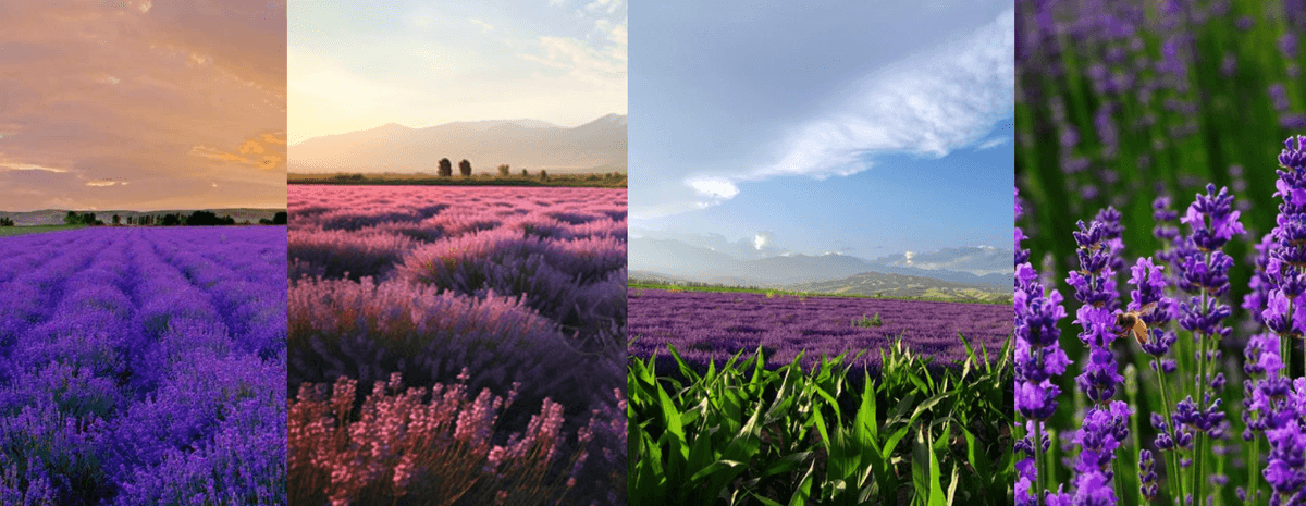 xinjiang lavender.png