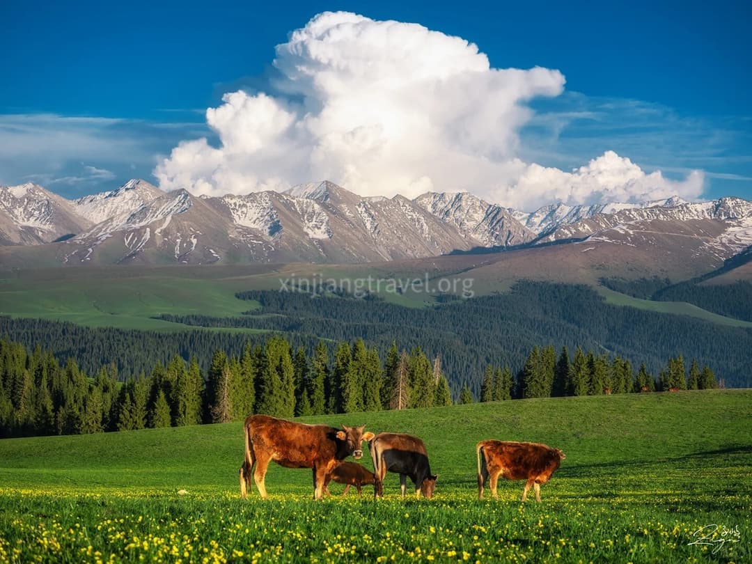 karajun-grassland.jpg
