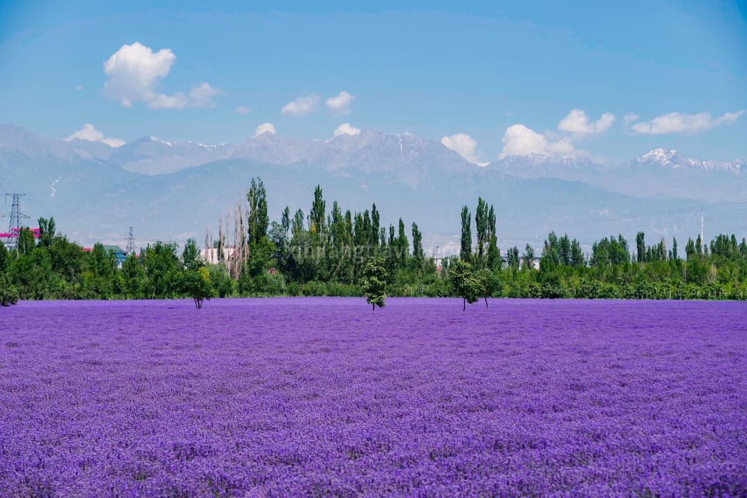 huocheng-lavender.jpg