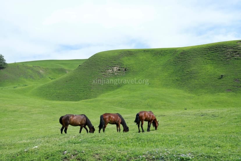 naraty-grassland.jpg