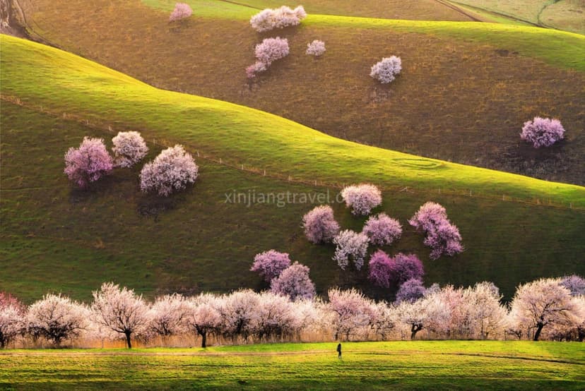 turgen-apricot-valley.jpg