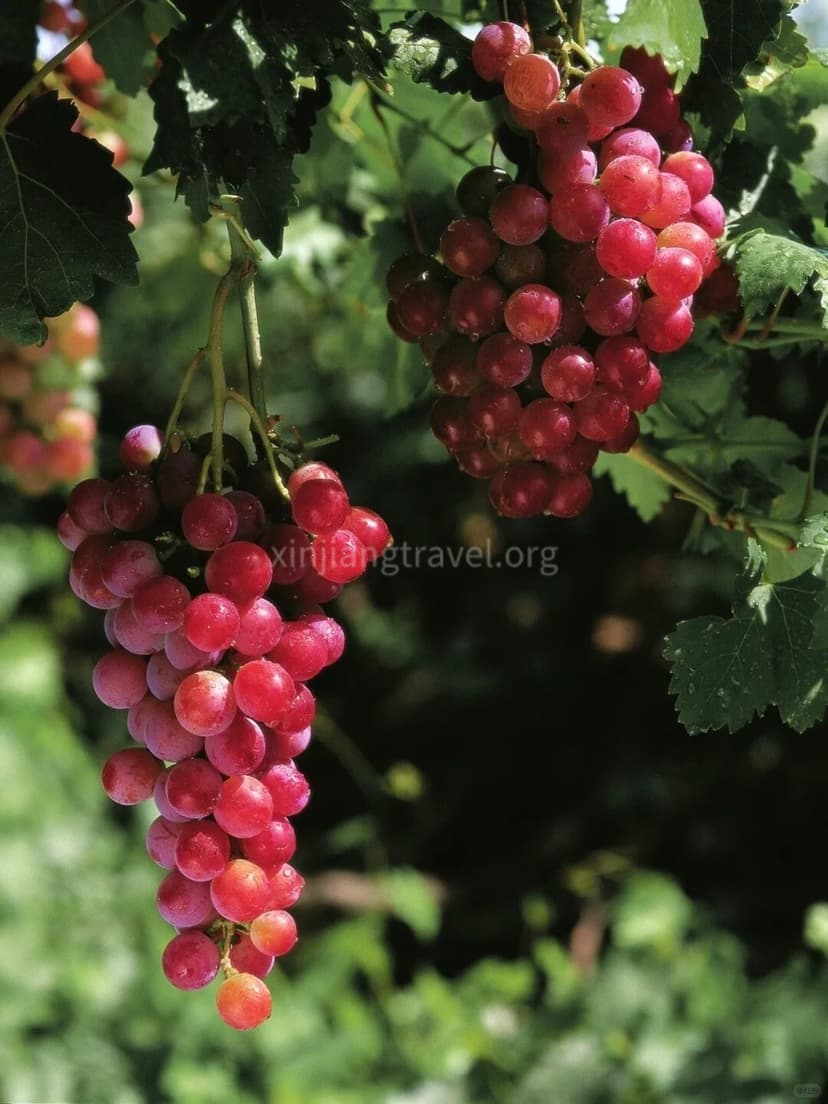 turpan-grape-festival-4