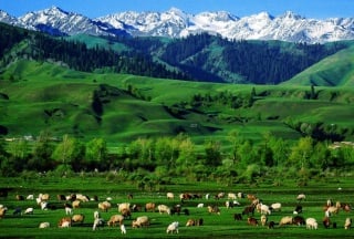 Naraty Grassland
