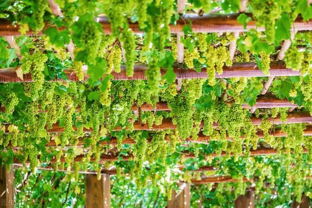 Grape-Valley