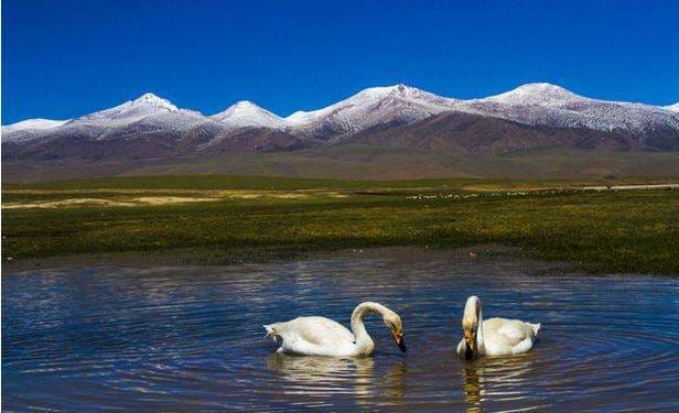 swan-lake.jpg swan-lake.jpg