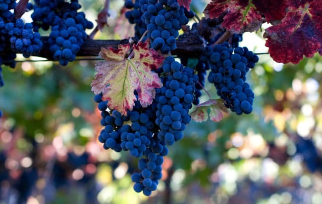 turpan-sweet-grapes.jpg turpan-sweet-grapes.jpg
