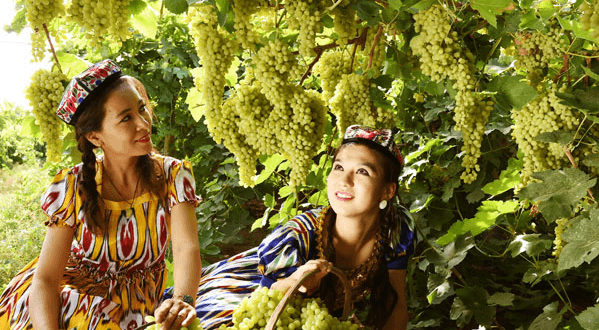 turpan-grapes.jpg turpan-grapes.jpg