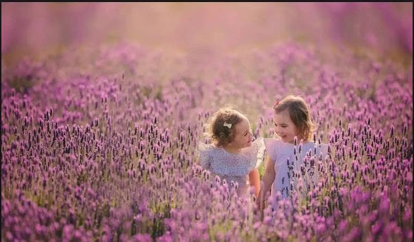 Lavender.jpg Lavender.jpg