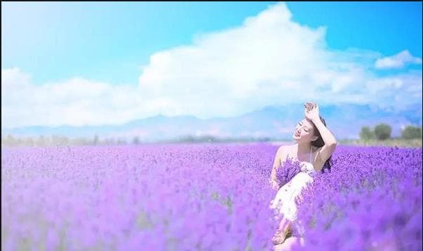 Lavender.jpg Lavender.jpg