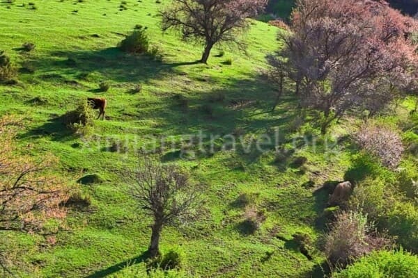 Kurdening —the Gorgeous Flower Sea in Xinjiang Kurdening —the Gorgeous Flower Sea in Xinjiang