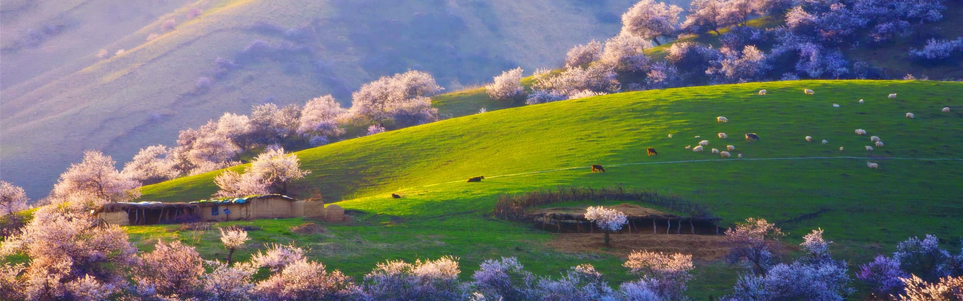 6-days-picturesque-yili-river-valley-with-apricot-flowers 6-days-picturesque-yili-river-valley-with-apricot-flowers