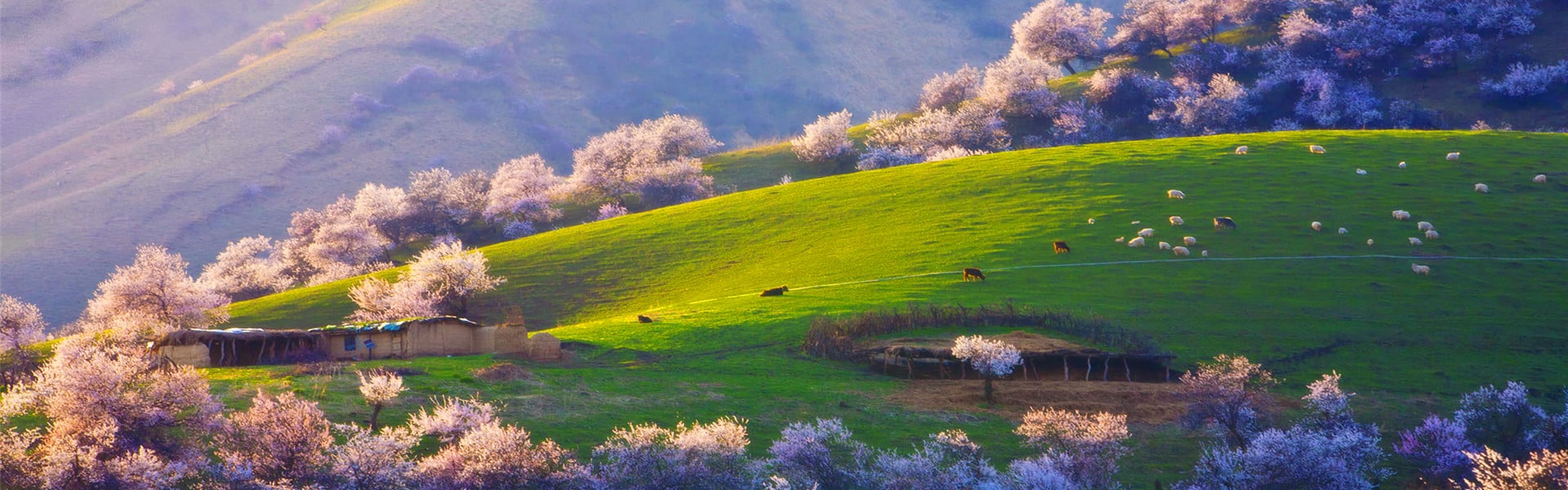 6-days-picturesque-yili-river-valley-with-apricot-flowers 6-days-picturesque-yili-river-valley-with-apricot-flowers