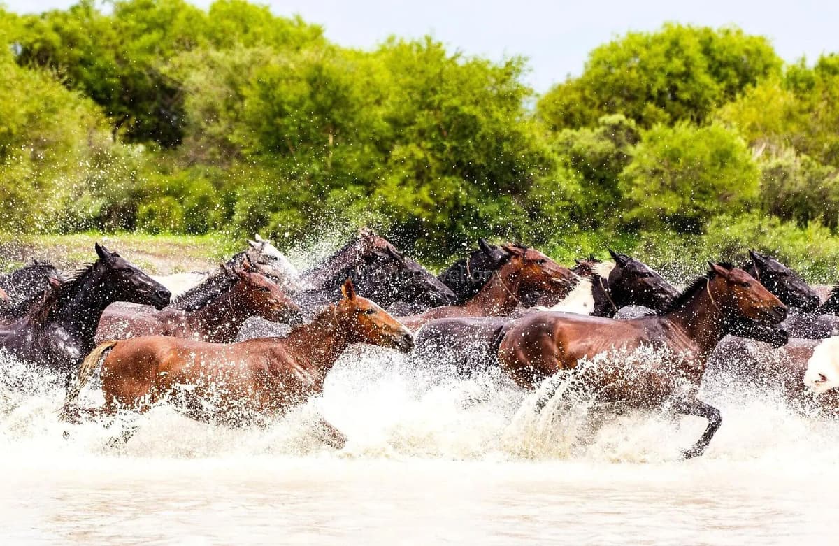 ili-horses.jpg ili-horses.jpg