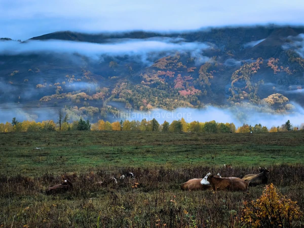 hongbas-grassland.jpg hongbas-grassland.jpg