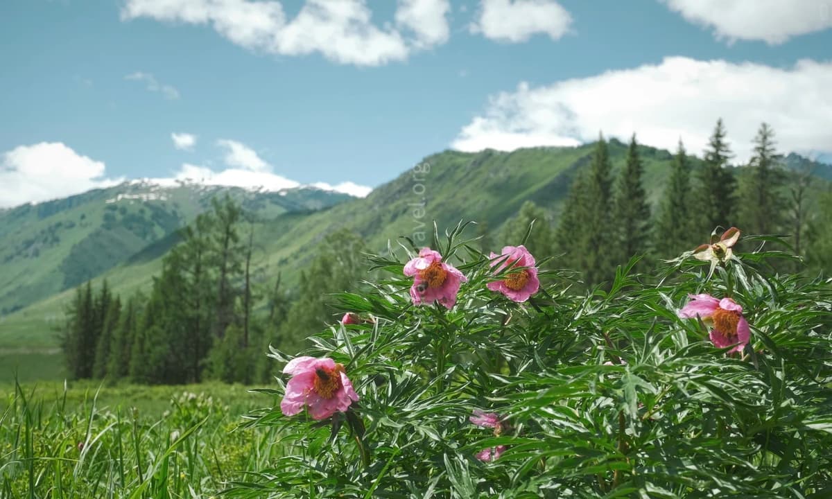 spring-hemu.jpg spring-hemu.jpg