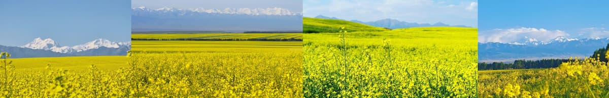 xinjiang-rapeseed-4 xinjiang-rapeseed-4